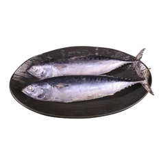 Κατεψυγμένος τόνος παλαμίδας