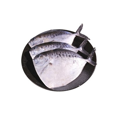 Sea Frozen Moonfish Mene Maculate