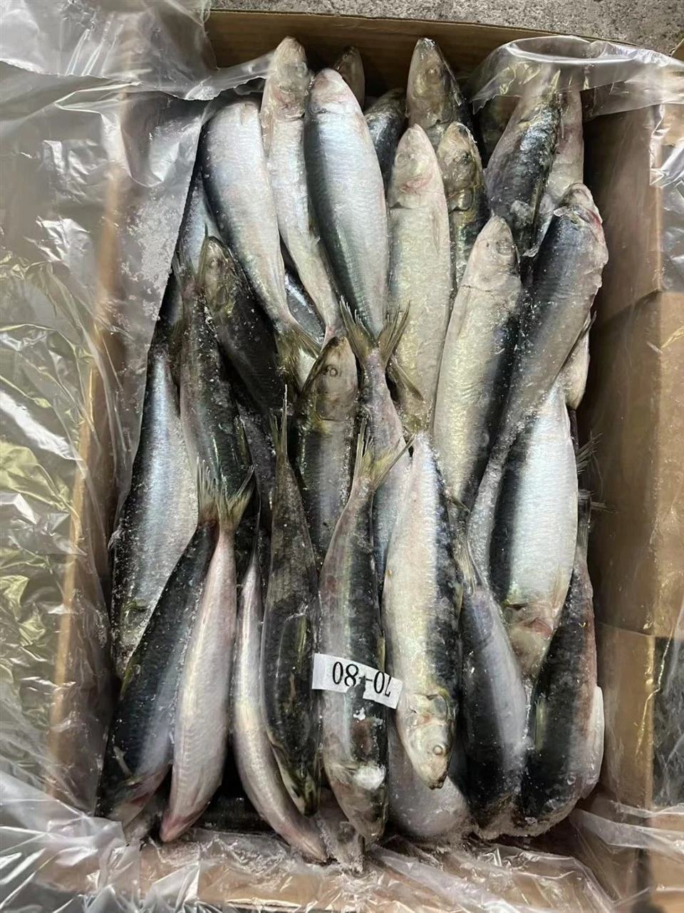 Frozen Sardine Factory