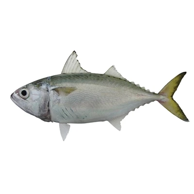 Short mackerel-Rastrelliger brachysoma