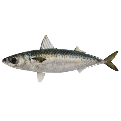 Μπλε σκουμπρί - Scomber australasicus