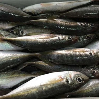 Σχετικά με το Round Scad Fish