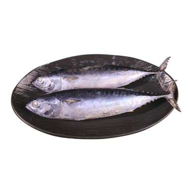 Frozen Bullet Tuna