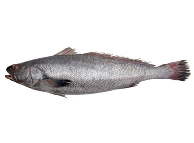 Frozen Brown Mulloway Gutted